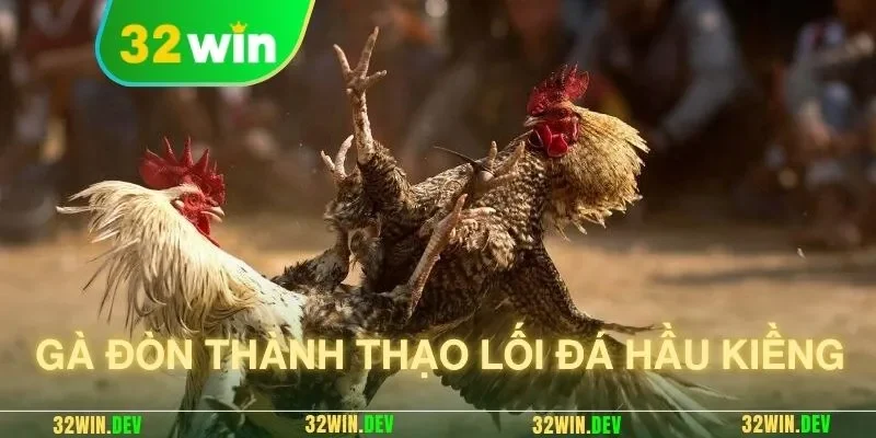 Gà đòn thành thạo lối đá hầu kiềng