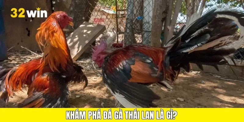 Khám phá đá gà Thái Lan là gì?