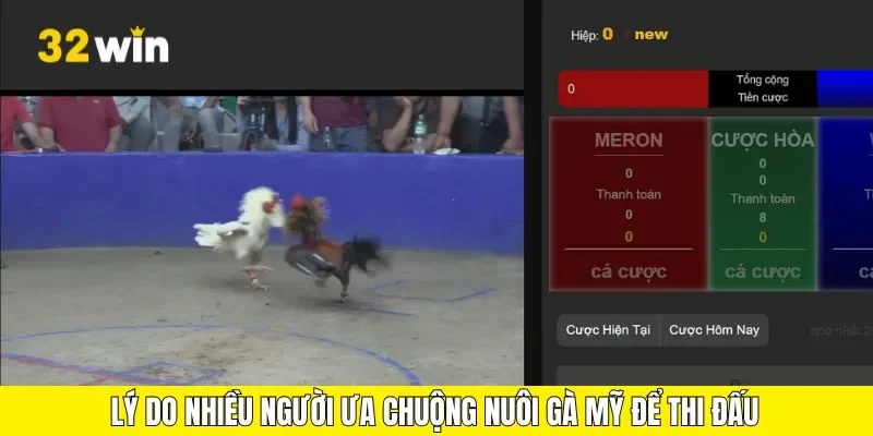 Lý do nhiều người ưa chuộng nuôi gà mỹ để thi đấu