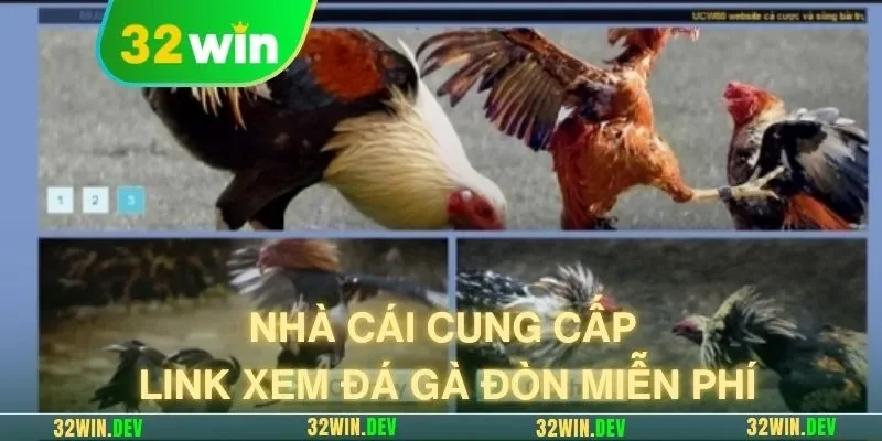 Nhà cái cung cấp link xem đá gà đòn miễn phí