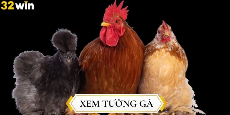 Lợi ích khi xem tướng gà như thế nào